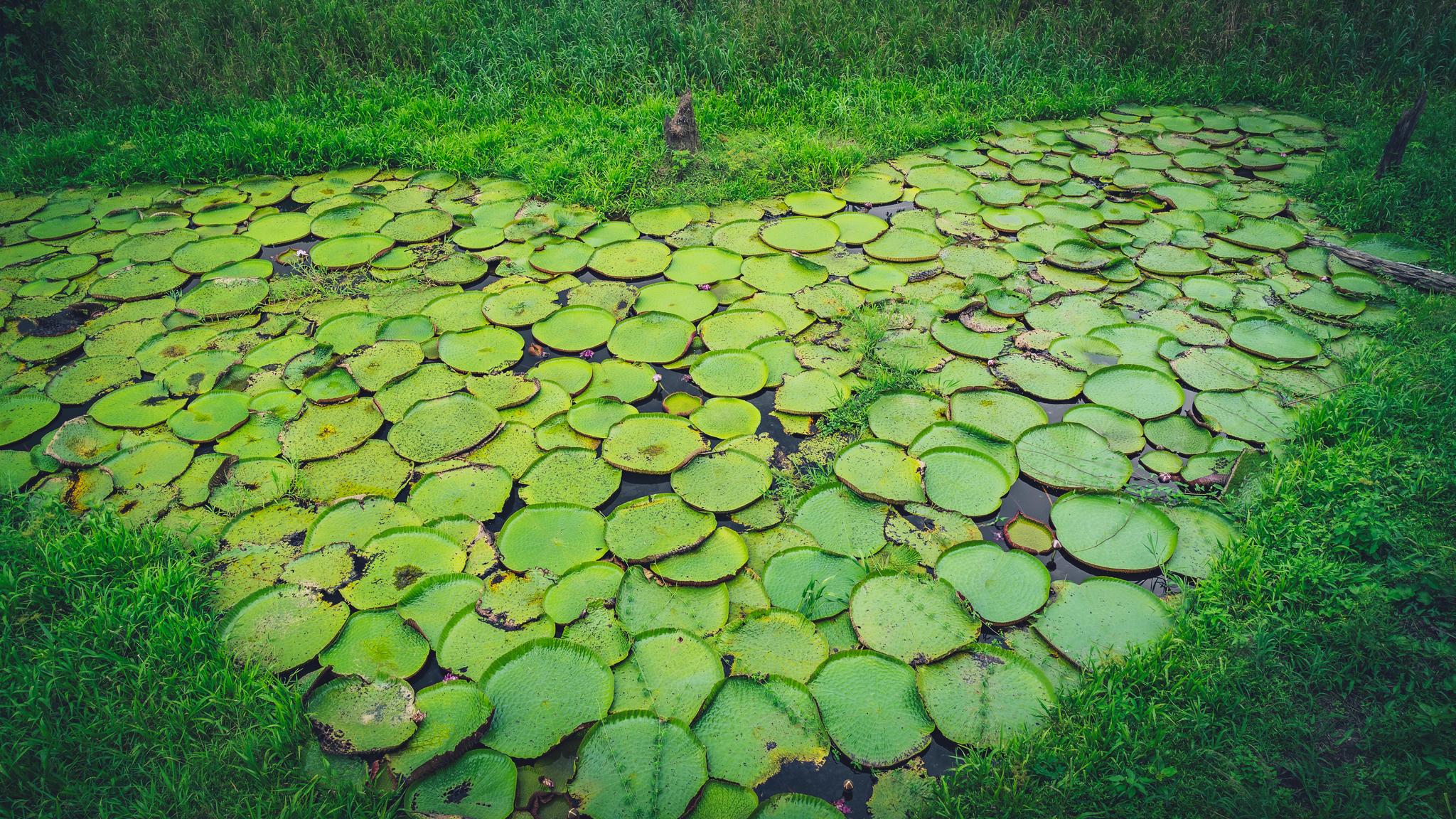 the Amazon and Manaus-img