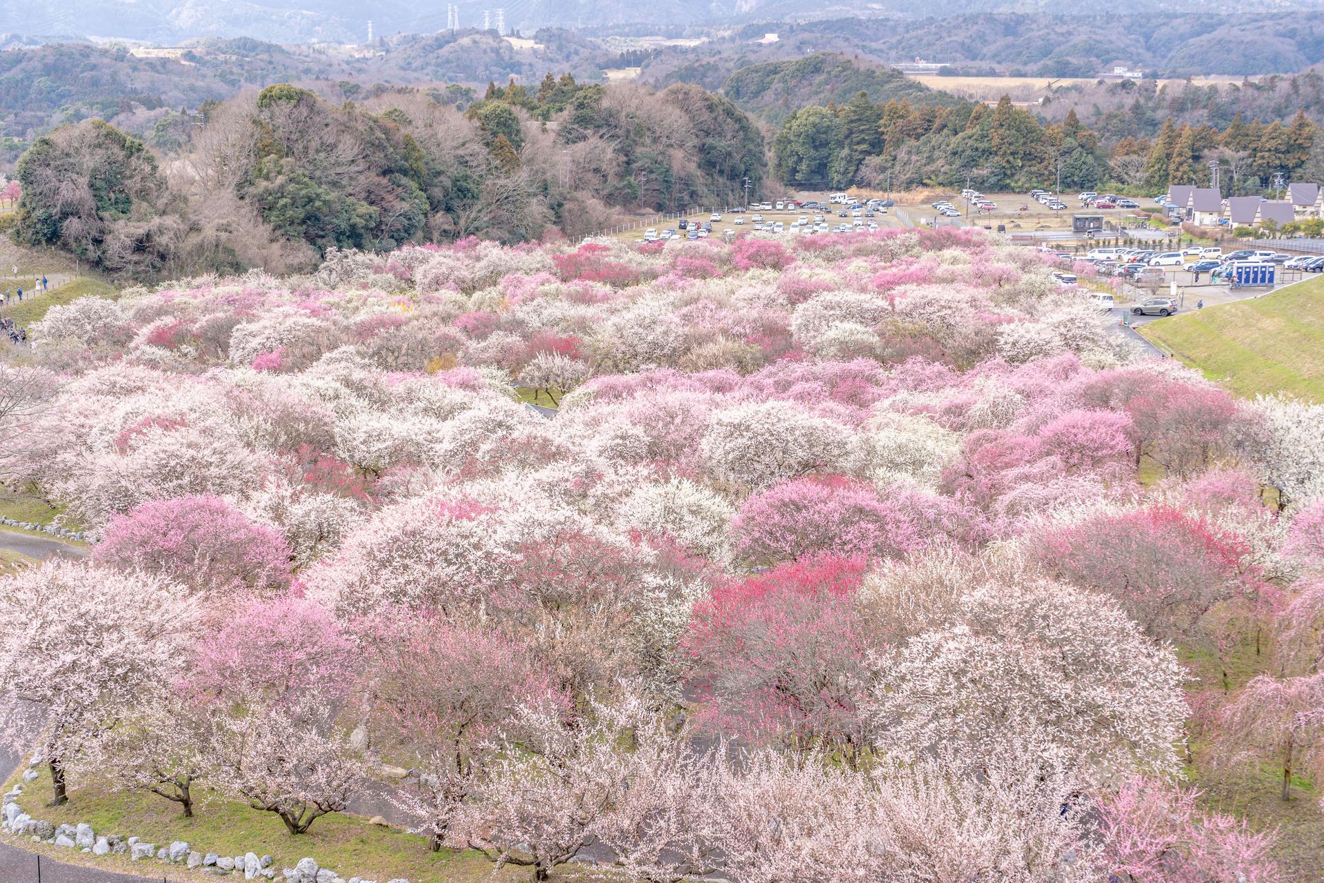 いなべ市梅林公園-img