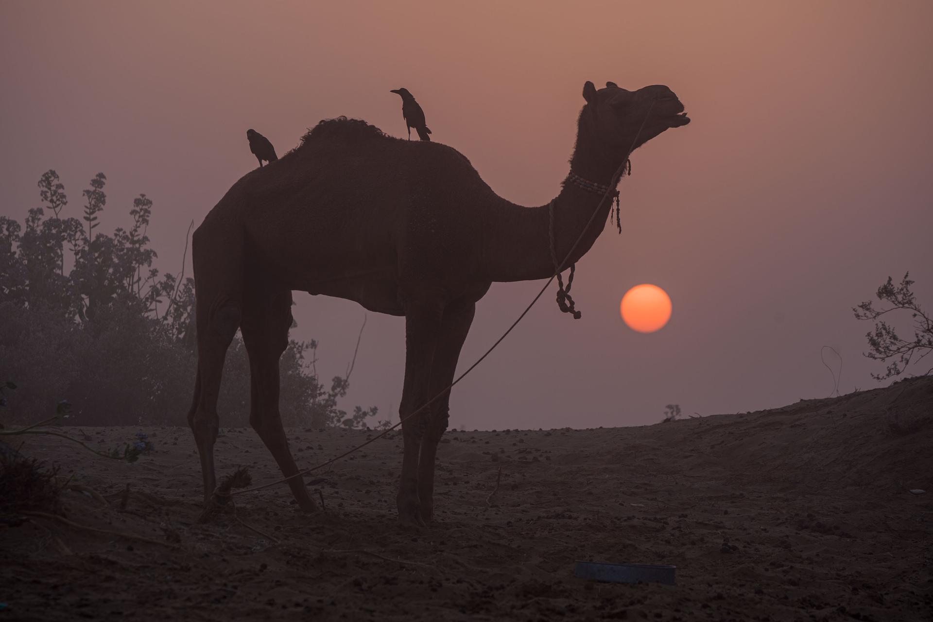 ジャイサメール-img