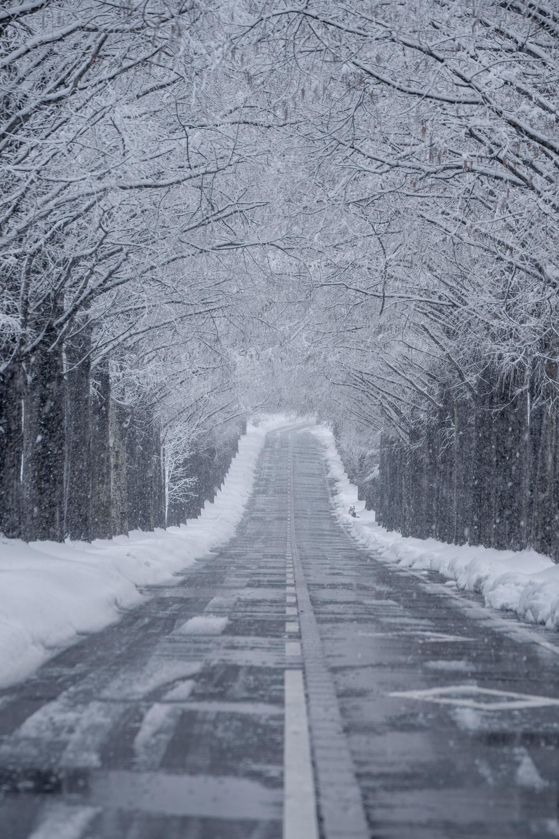 雪のメタセコイア並木-img