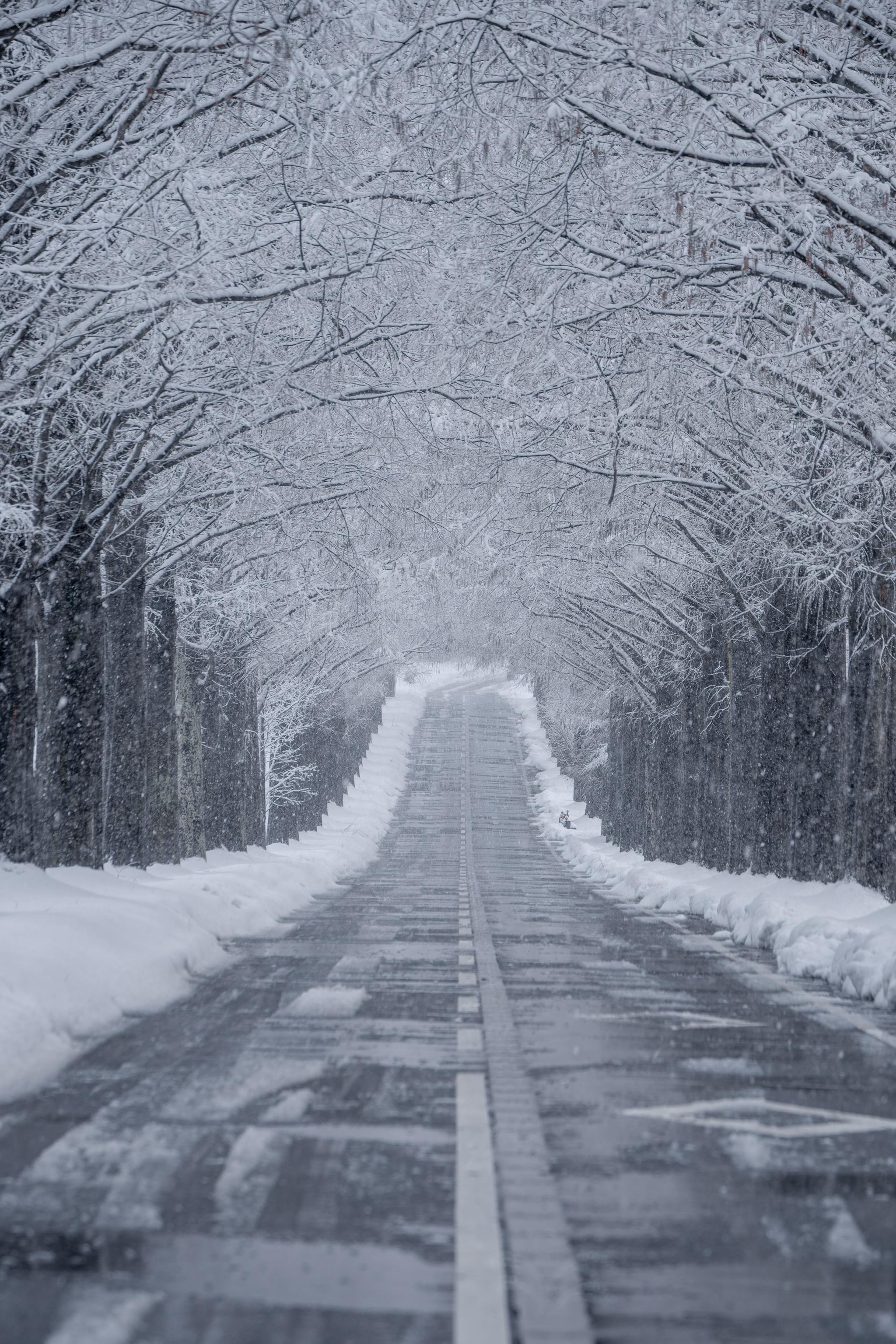 雪のメタセコイア並木-img
